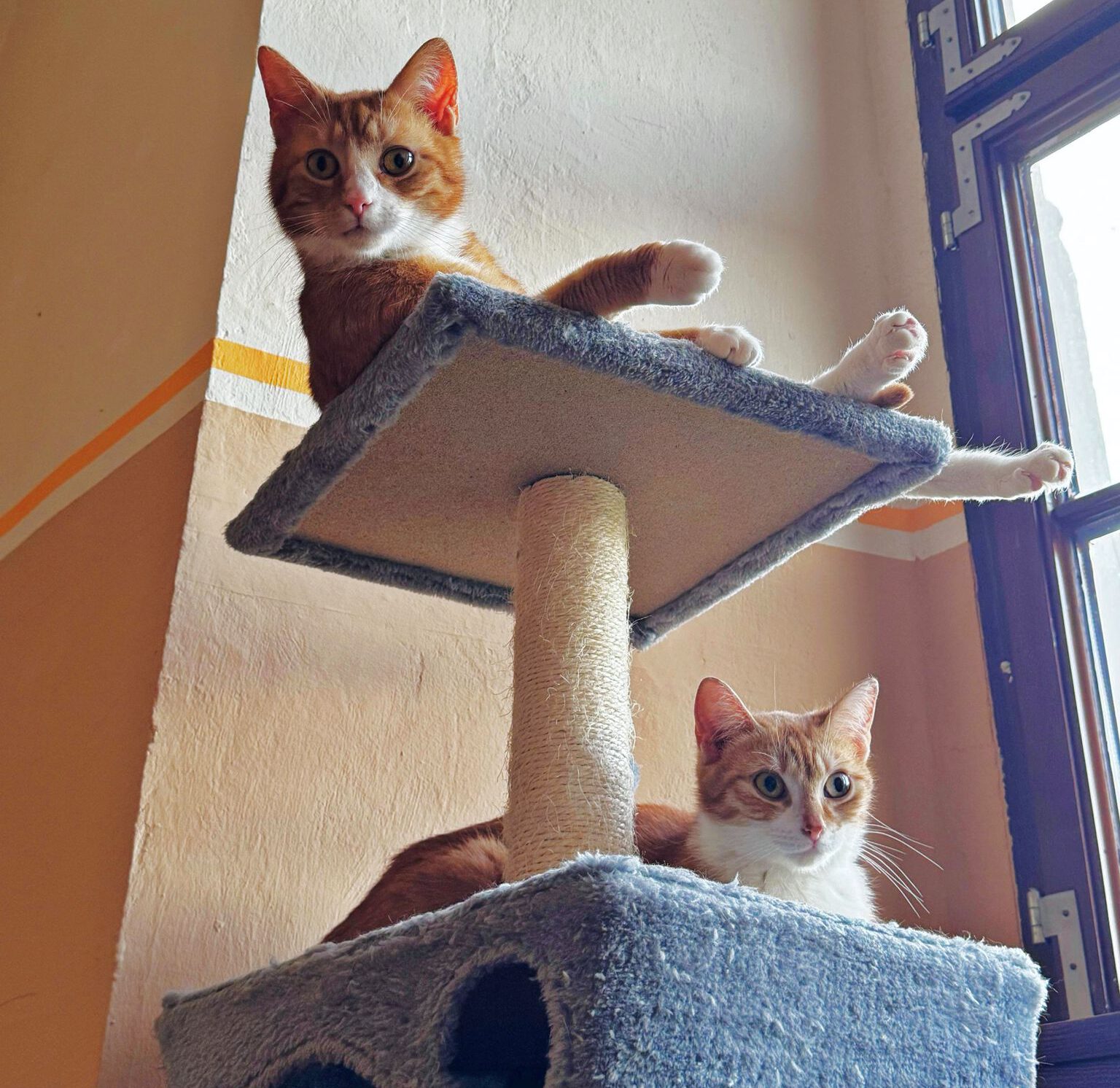 Luna, Leja und Luke