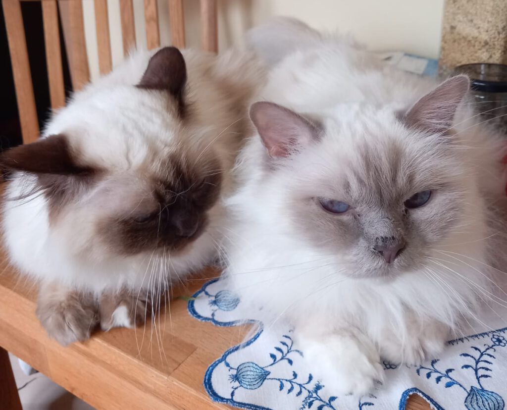 Emil und Finn