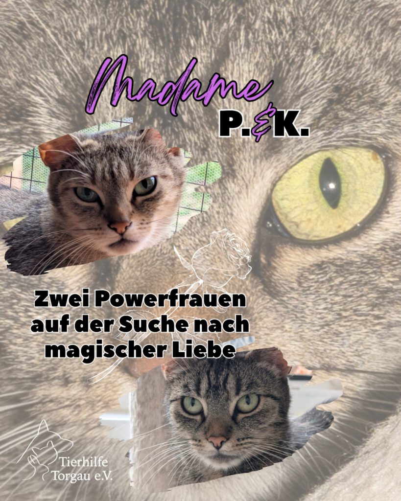 Madame Kommode & Pottine