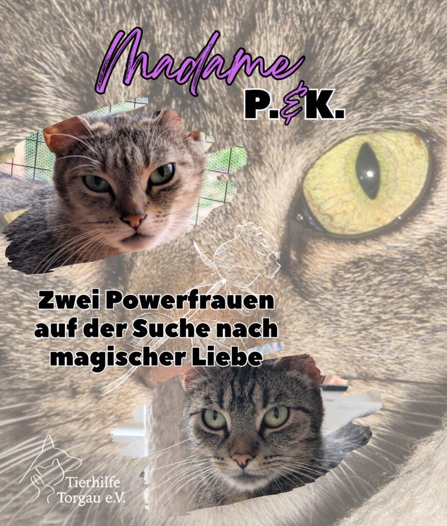 Madame Kommode & Pottine