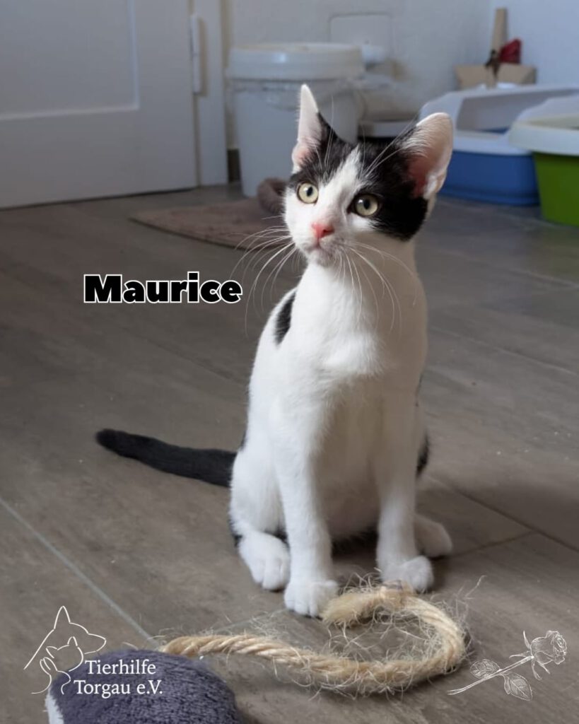 Lumière, Philippe und Maurice