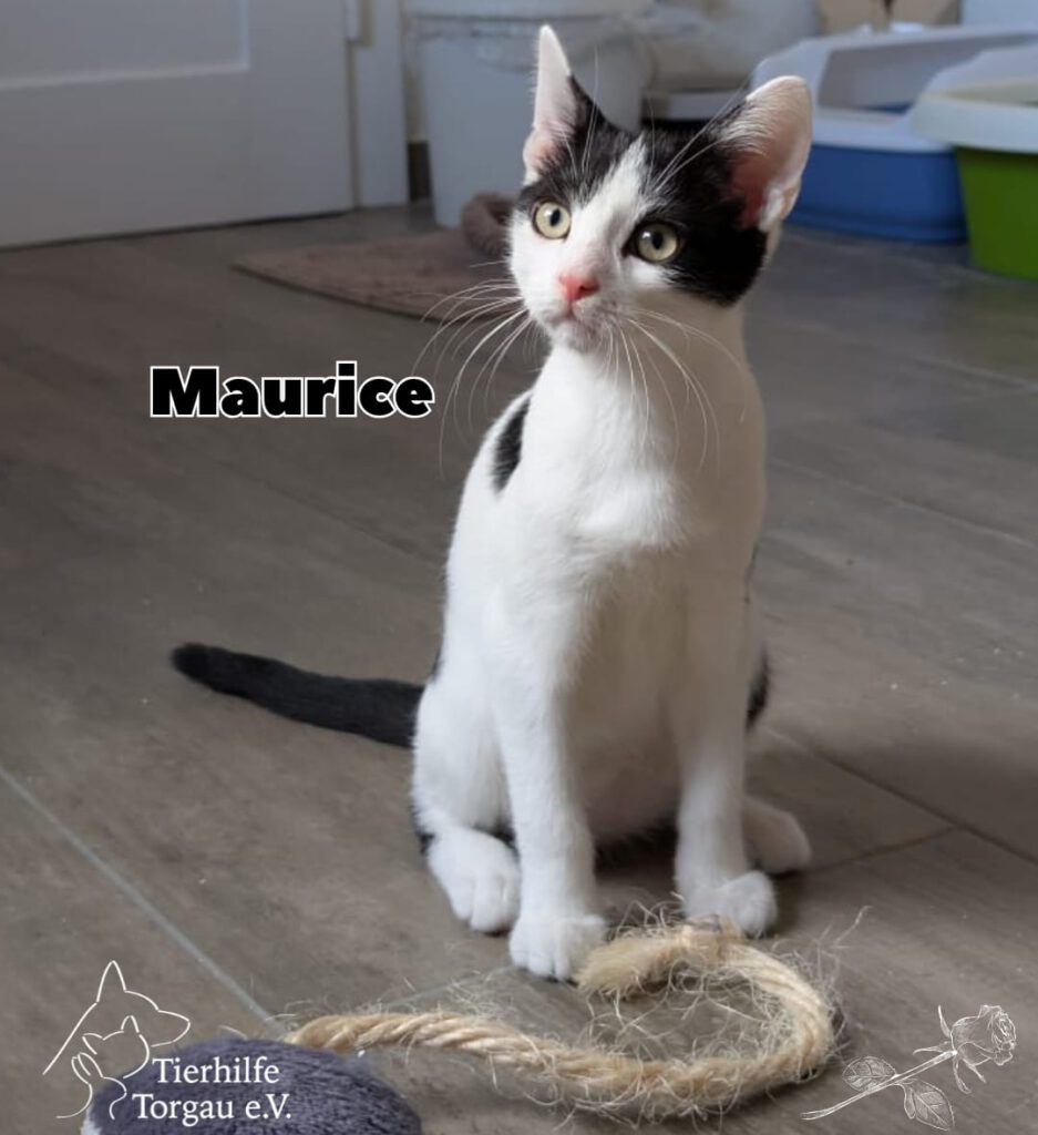 Lumière, Philippe und Maurice