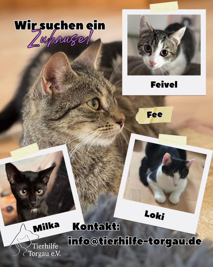 Vier Katzenherzen