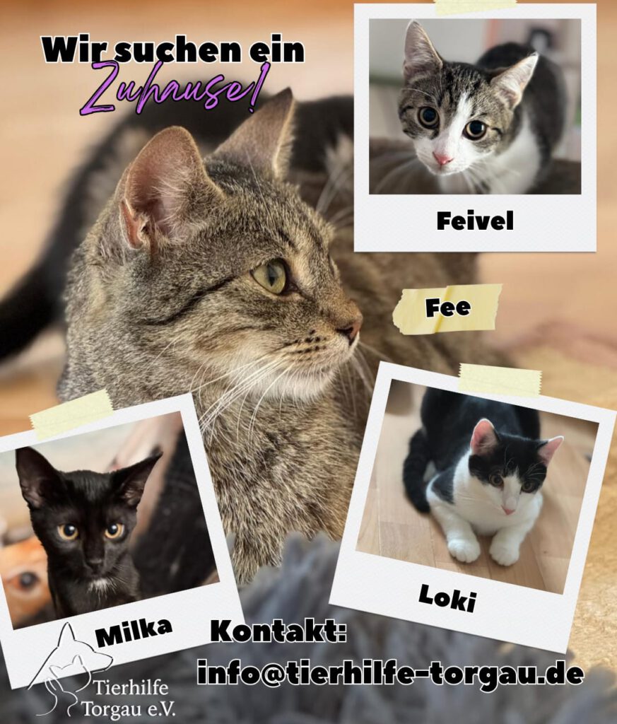 Vier Katzenherzen