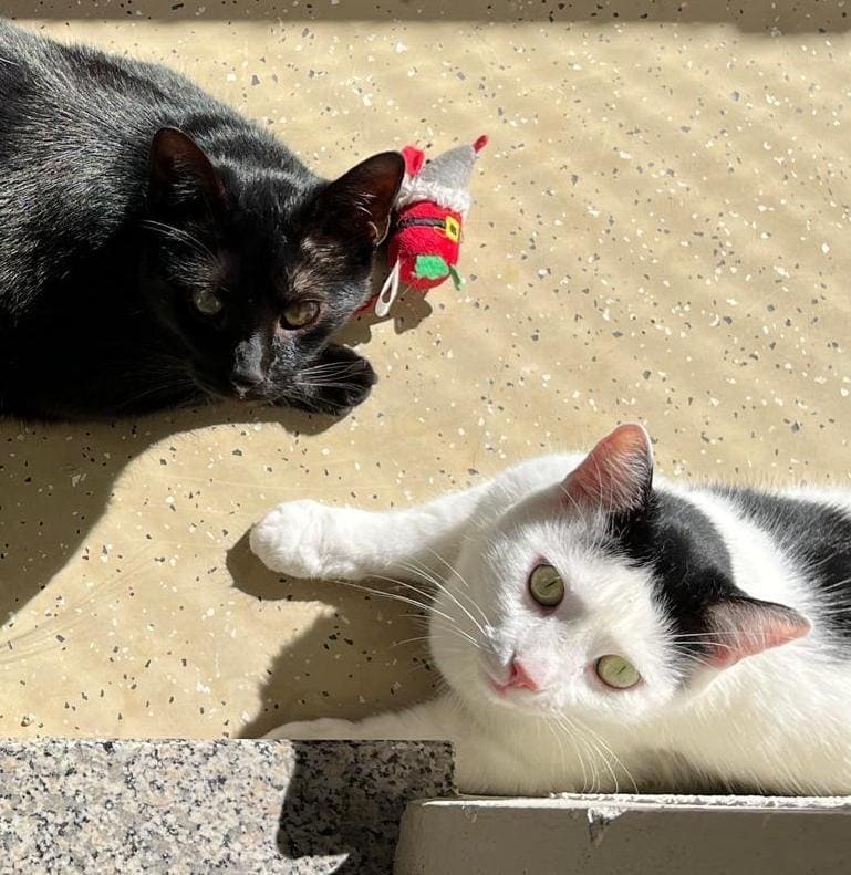 Pepper & Prinz Kullerbauch