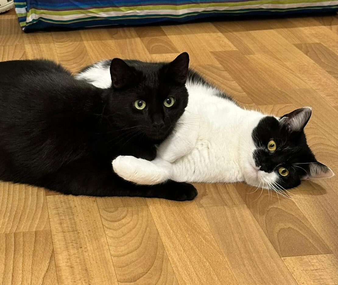 Neo & Balu