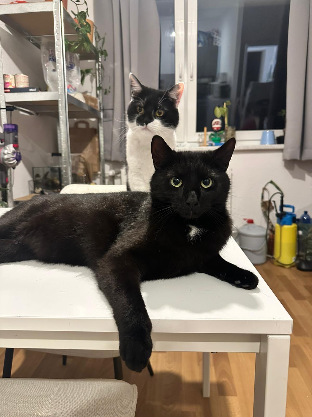 Neo & Balu