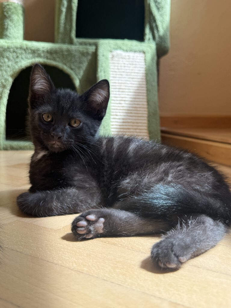 Ignaz