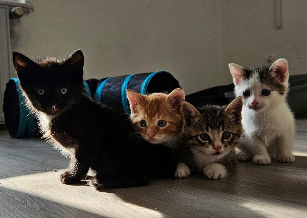 Ida, Eddy, Beeker, Egon & Mama