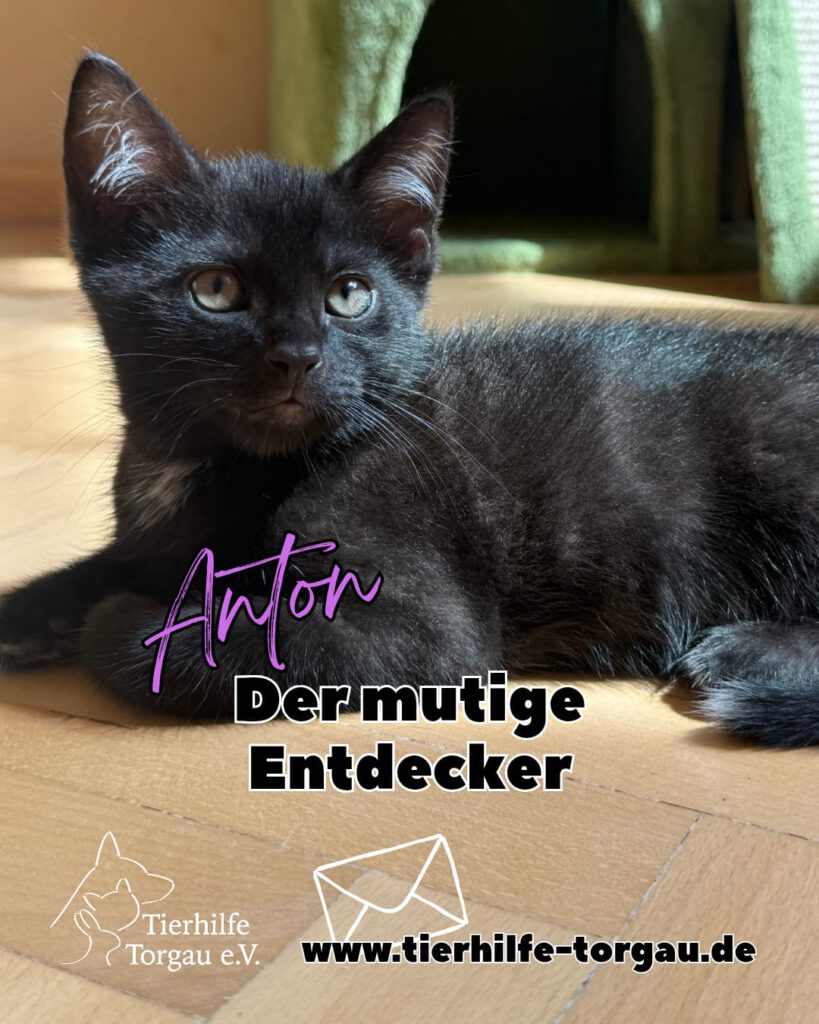 Anton