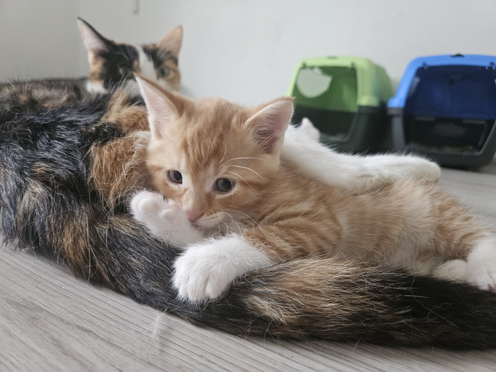 Ida, Eddy, Beeker, Egon & Mama