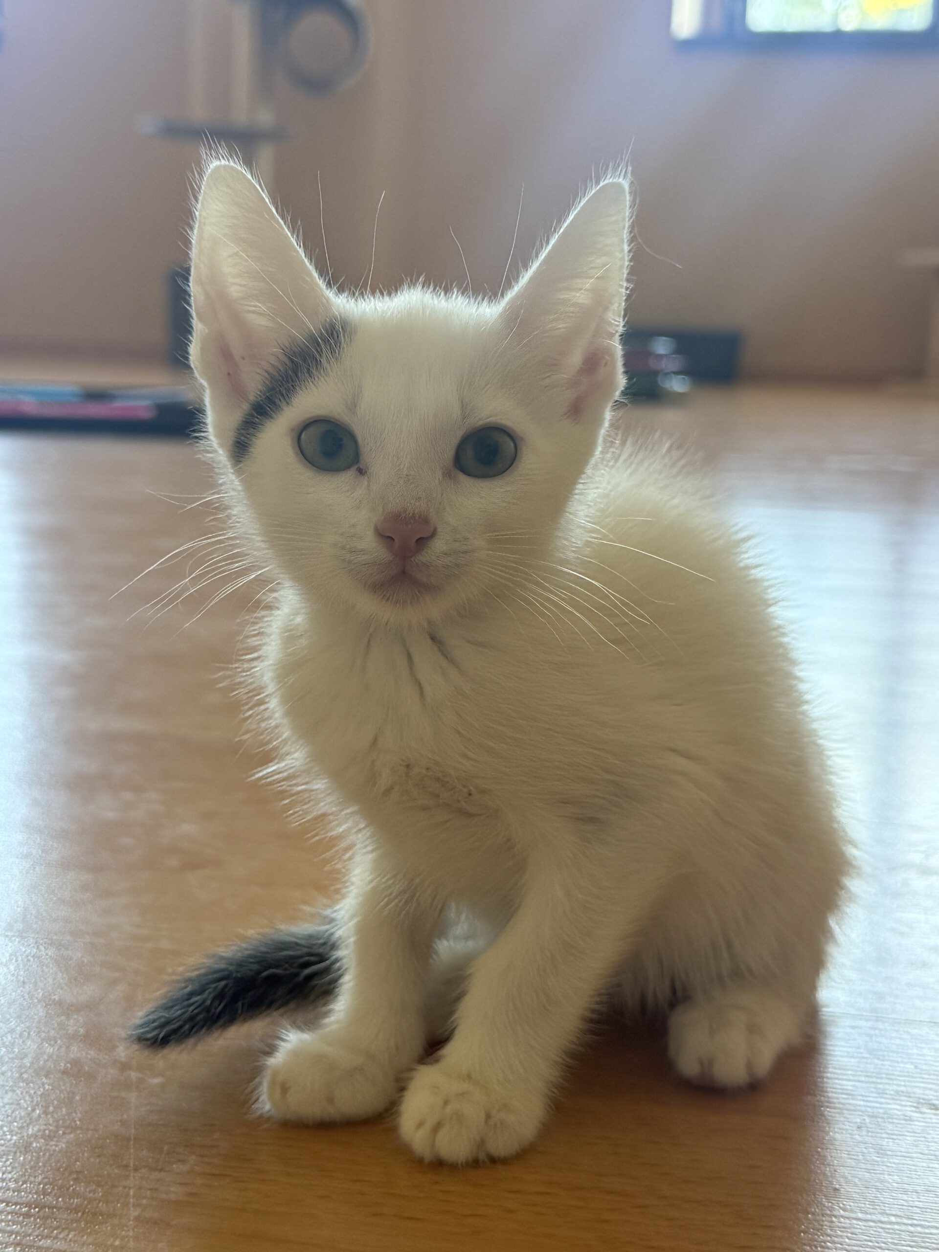Yuki