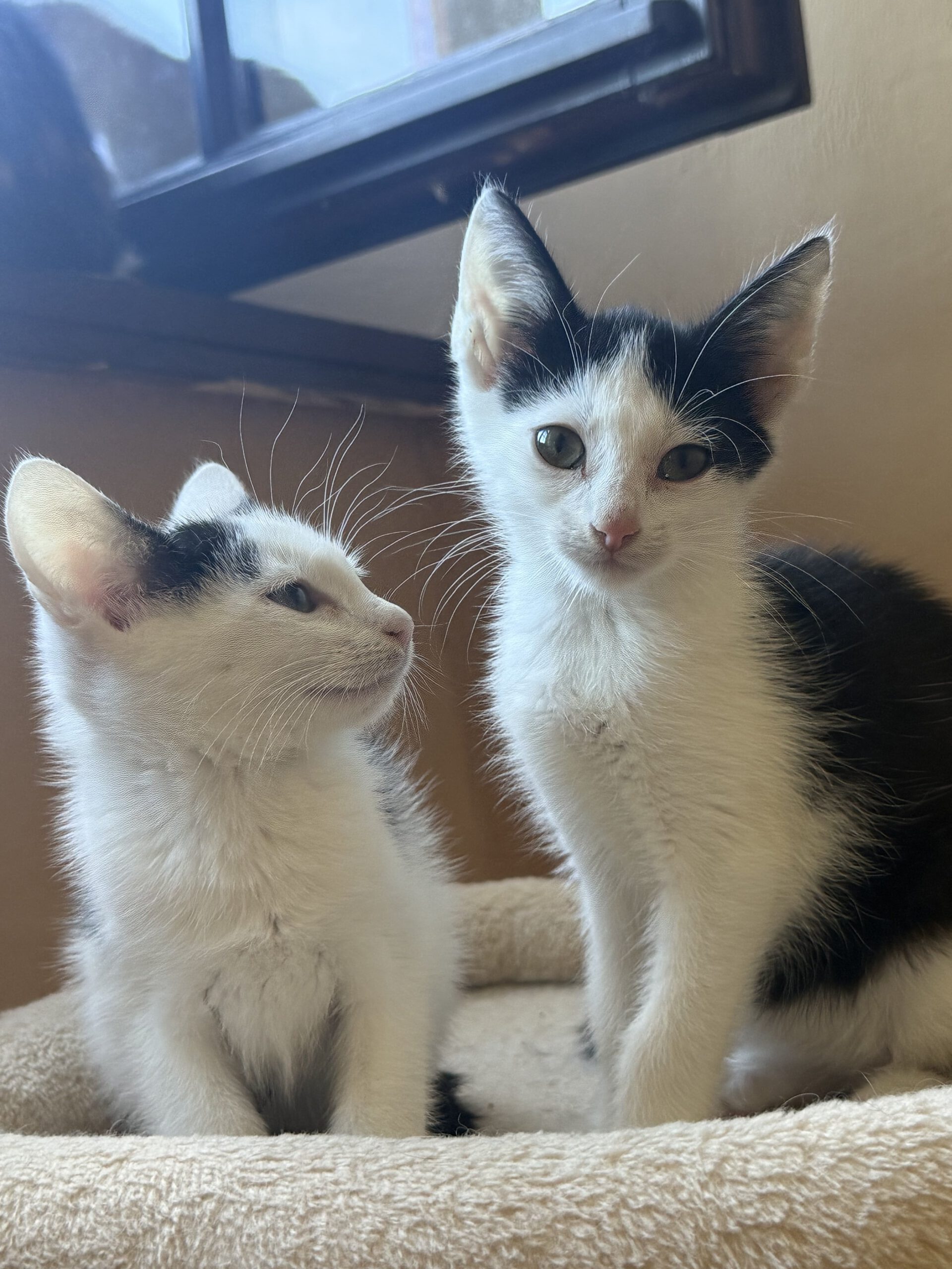 Lumi-Mila und Bella