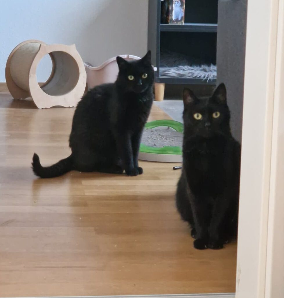 Copy & Paste