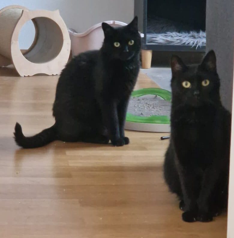 Copy & Paste