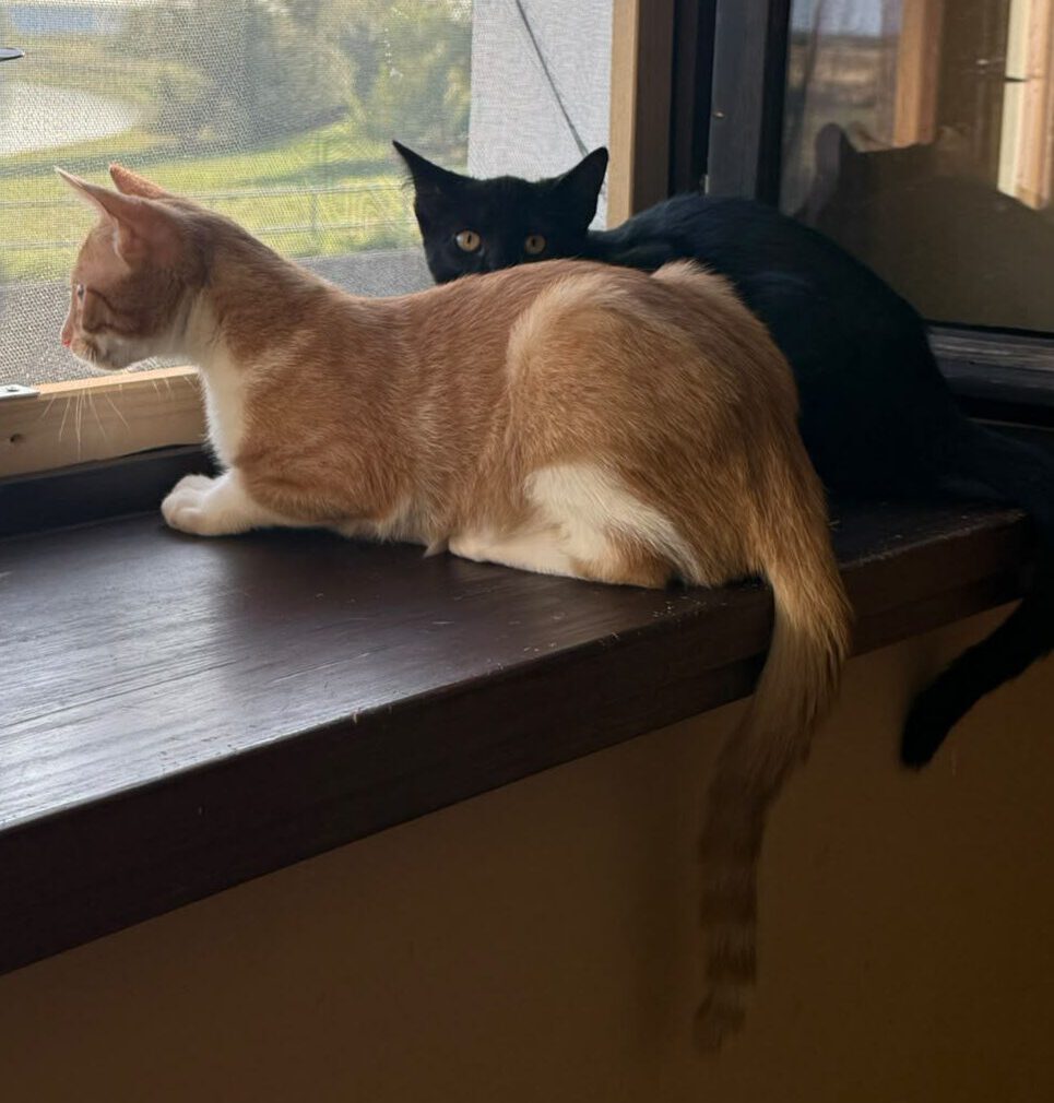 Reid und Luca