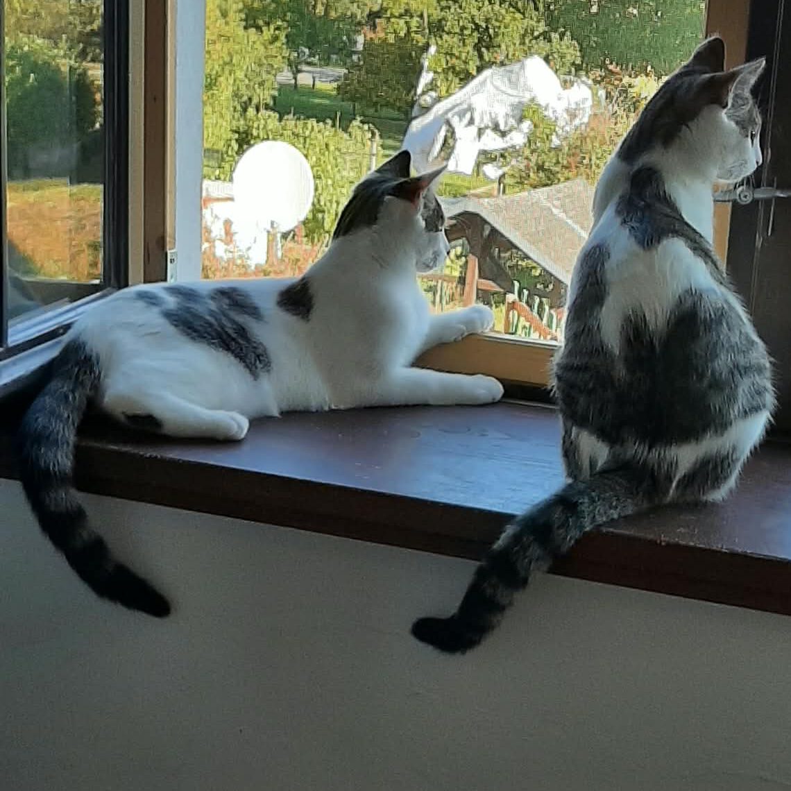 Ruby und Runa
