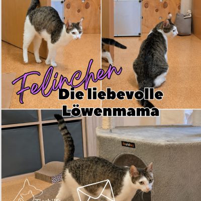 Felinchen & Kids