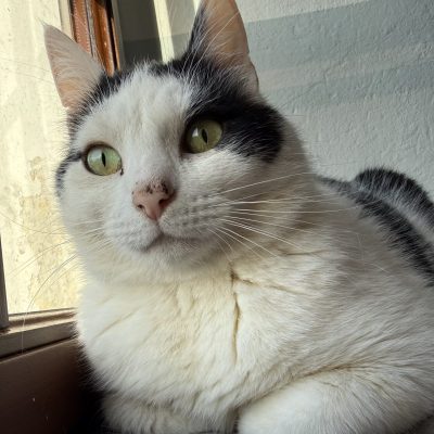 Pixel