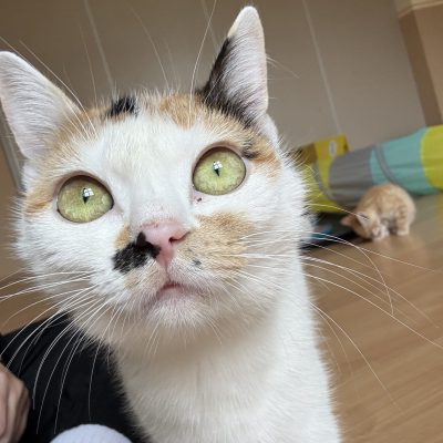 Marli