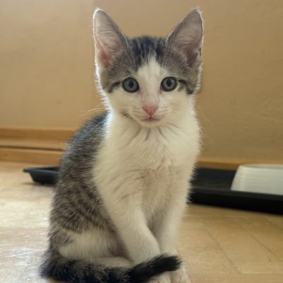 Coco