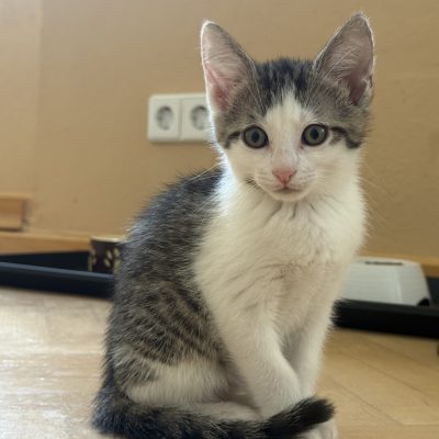 Coco