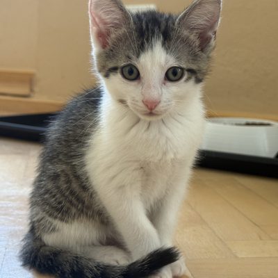 Coco