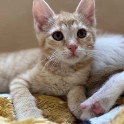 Max