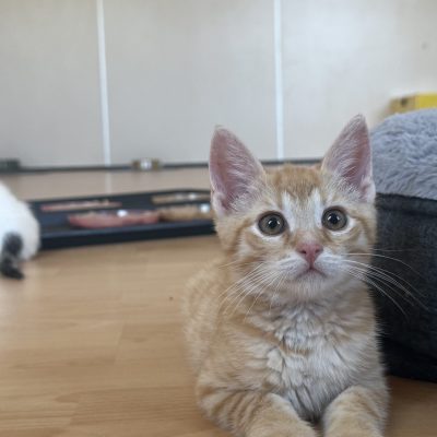 Max