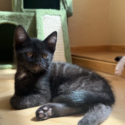 Ignaz