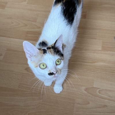 Marli