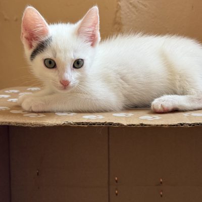Yuki
