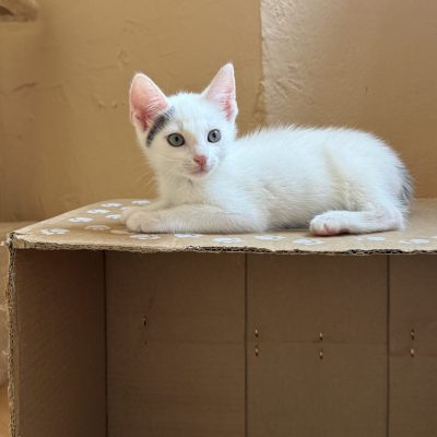 Yuki