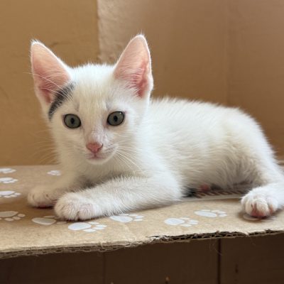 Yuki