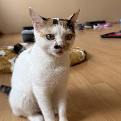 Marli