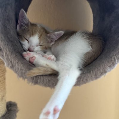 Ziva