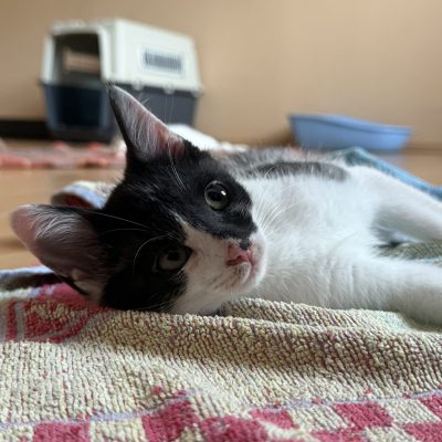 Akim