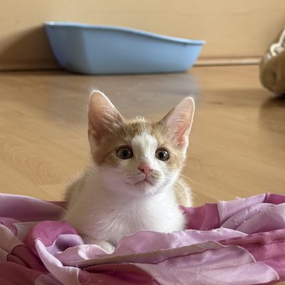 Ziva