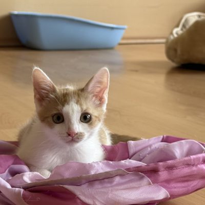 Ziva
