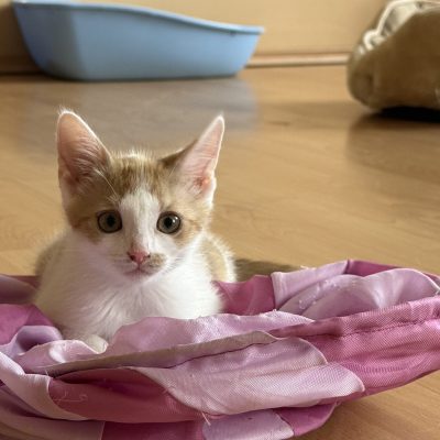 Ziva