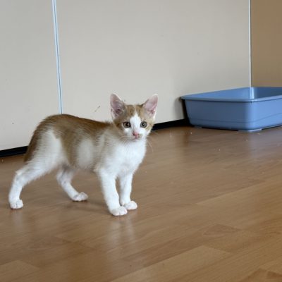 Ziva