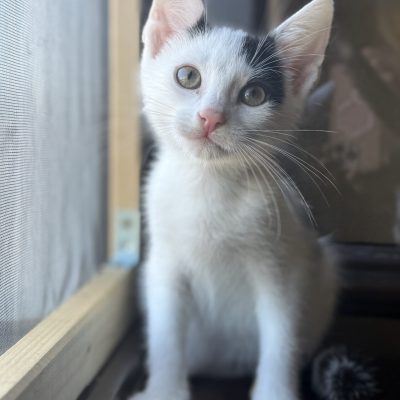 Elio