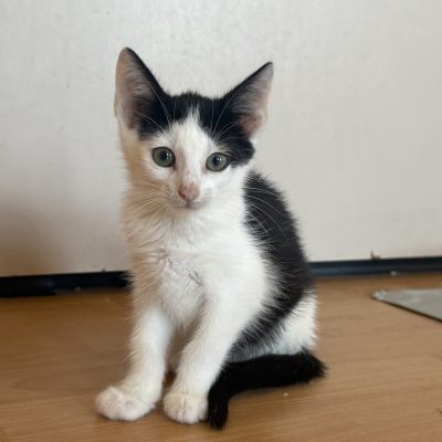 Lumi-Mila und Bella