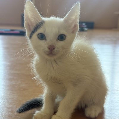 Yuki