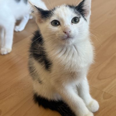 Lumi-Mila und Bella