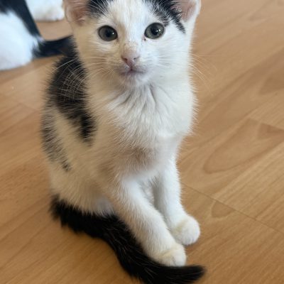 Lumi-Mila und Bella