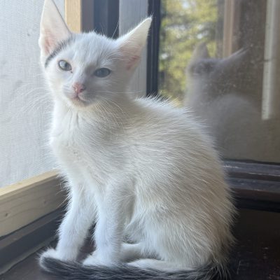 Yuki