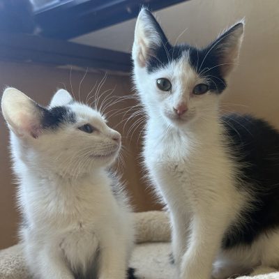 Lumi-Mila und Bella