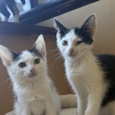Lumi-Mila und Bella