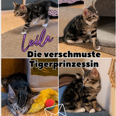 Felinchen & Kids